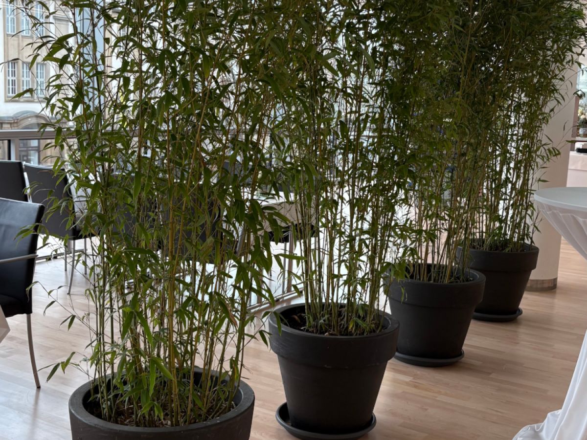 Dekoratives Arrangement mit roséfarbenen Rosen und Zweigen in Vasen, präsentiert im Innenraum eines Büros.